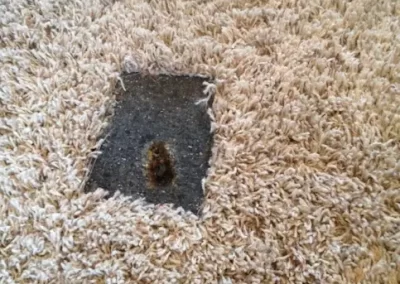 Professional Carpet Cleaning